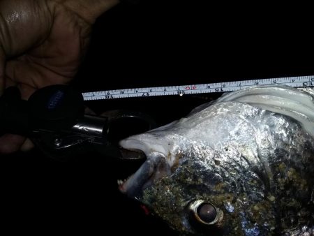 20数年振り。。。